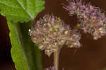 Hairy crabweed <BR>Clammyweed